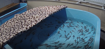 Контроль за искусственным воспроизводством водных биоресурсов